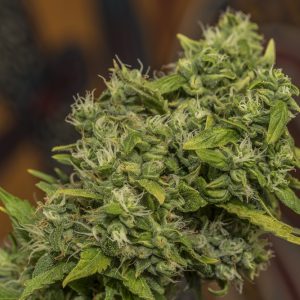 AK 47 wietplant
