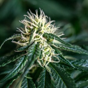 Afghan Skunk Autoflower