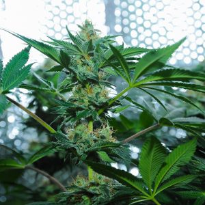 Amnesia haze top