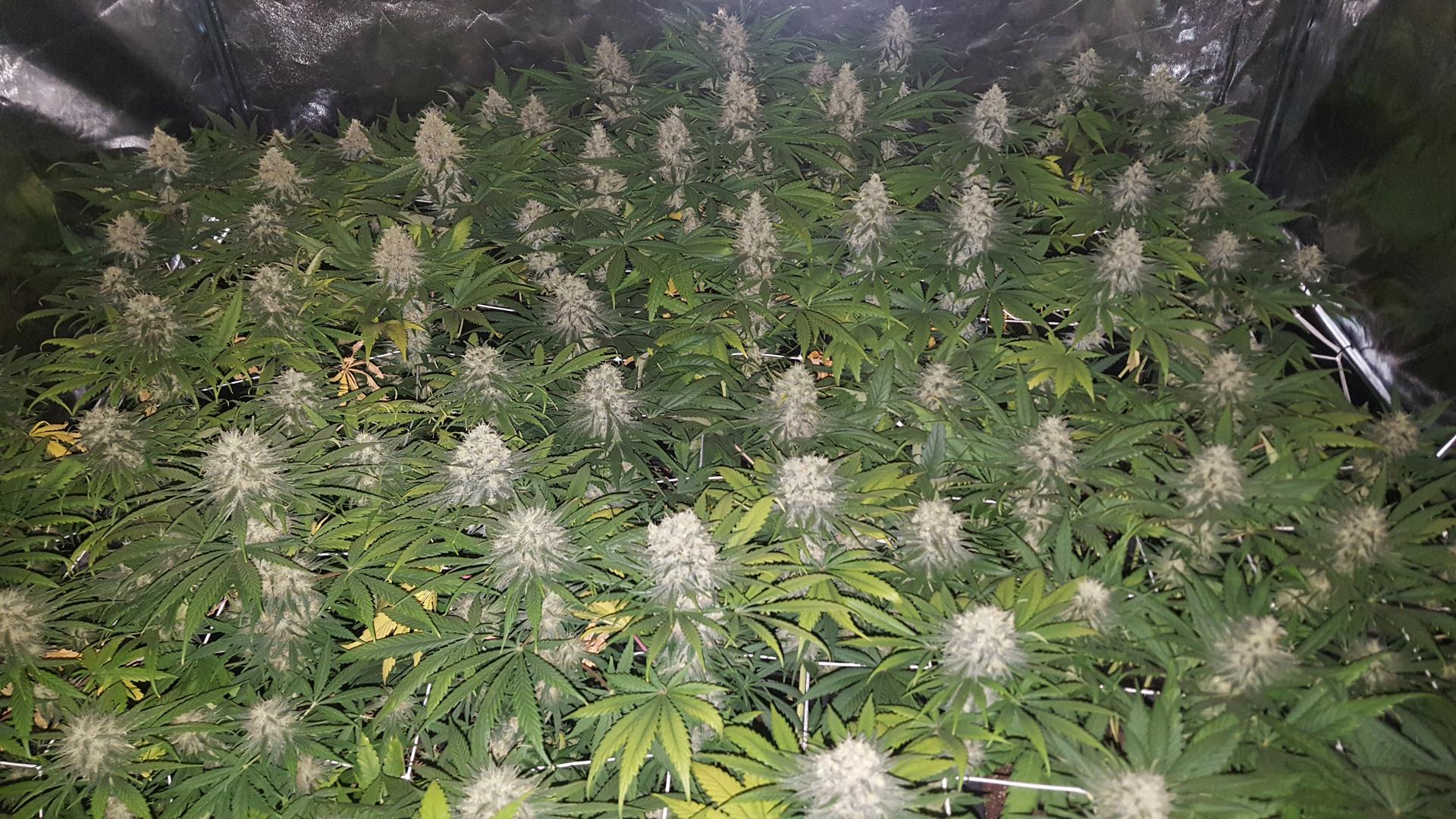OG Kush wietzaadjes