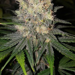 OG Kush wietzaadjes