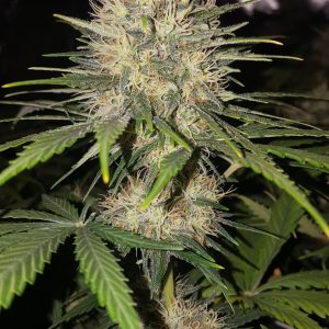 OG Kush wietzaadjes