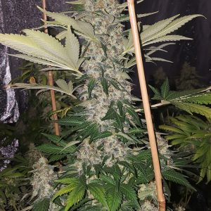 Super silver haze