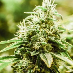 Big Bud