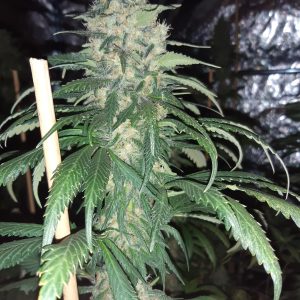 Jack herer