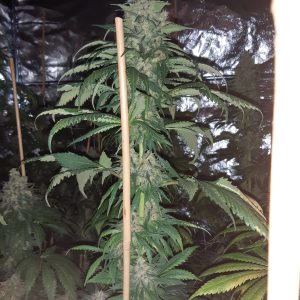Jack Herer Gold