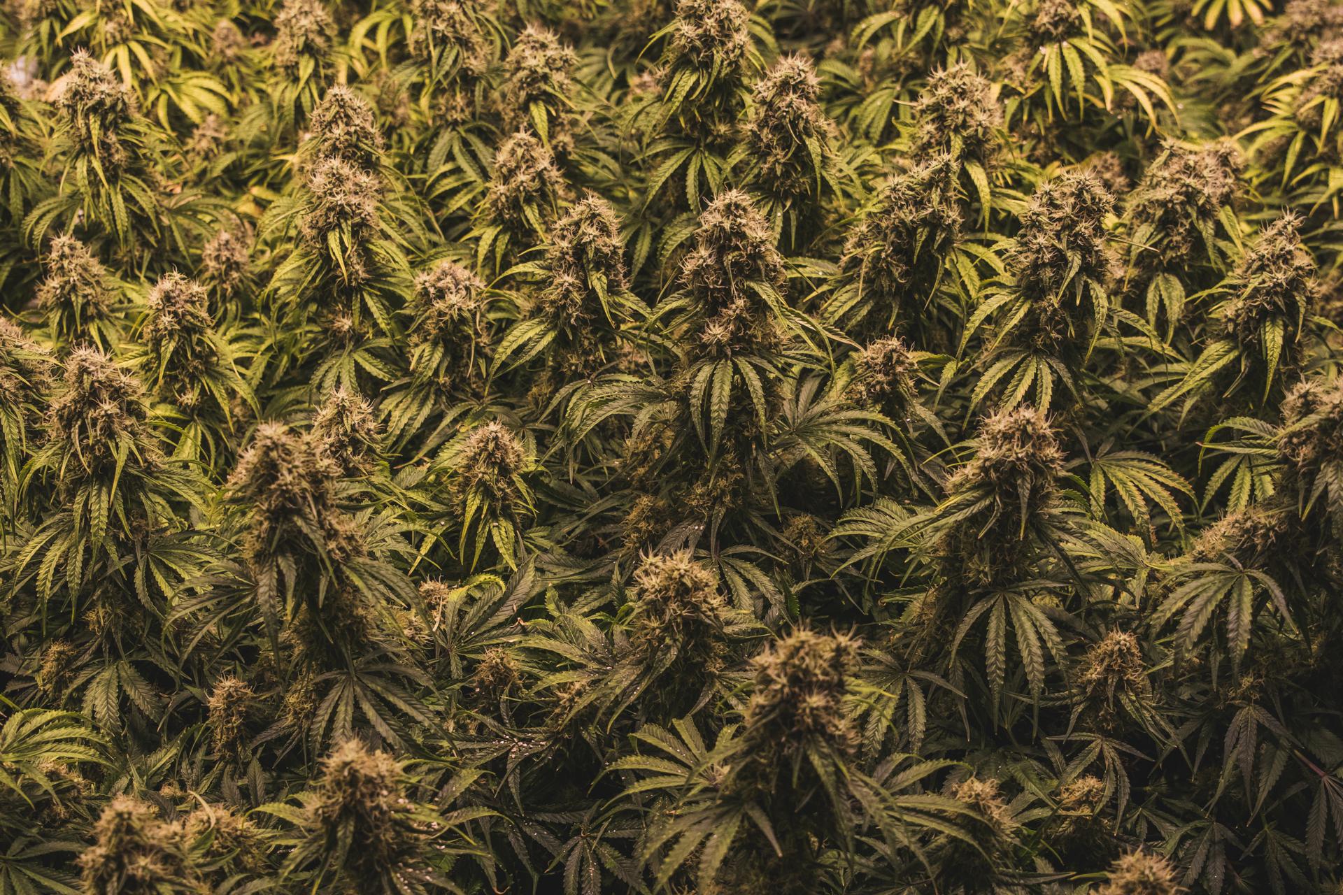 Sea of Green (SoG)