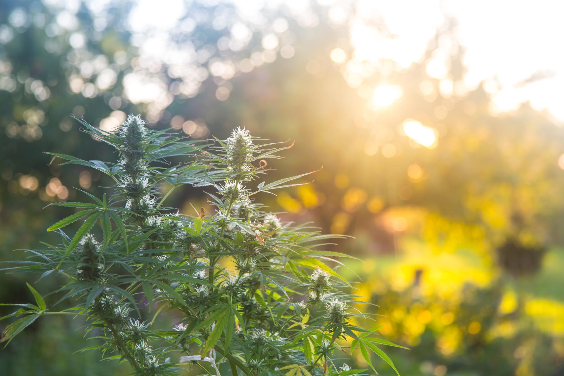 Autoflower wietzaadjes, wat zijn dat