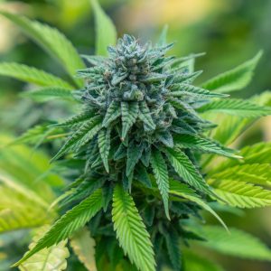 Bubblegum Autoflower