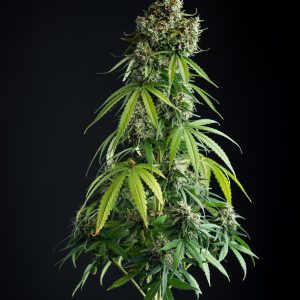 Super skunk autoflower