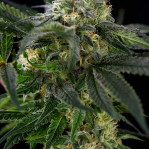White widow Autoflower