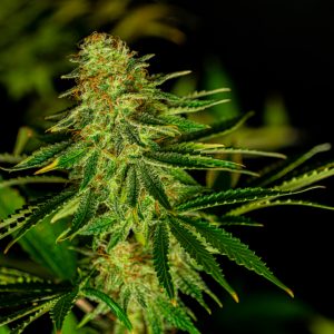 Banana Kush wietzaadjes