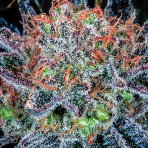 Blue dream wietzaadjes