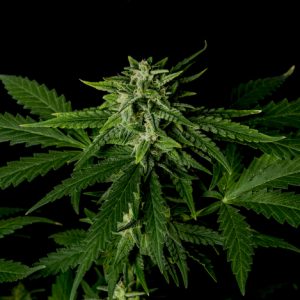 Bubba Kush wietzaadjes