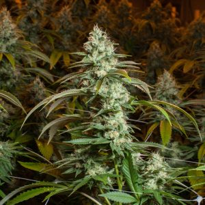 Sour Diesel wietzaadjes