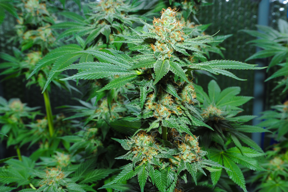 Amnesia Haze