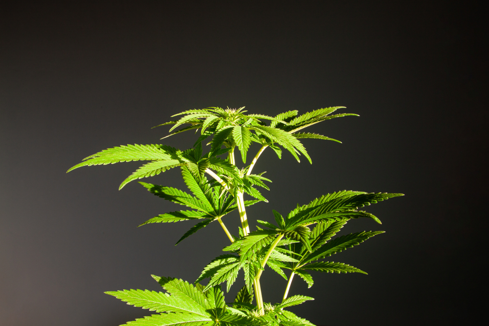 Jack Herer