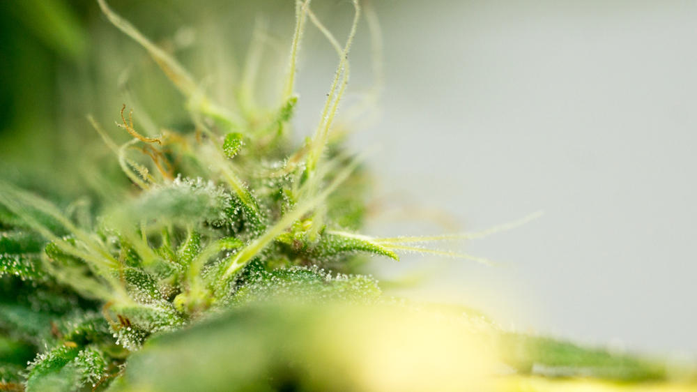 Super silver haze