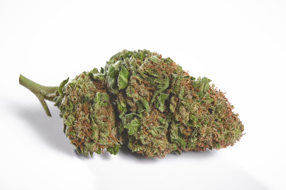 Afghan Skunk