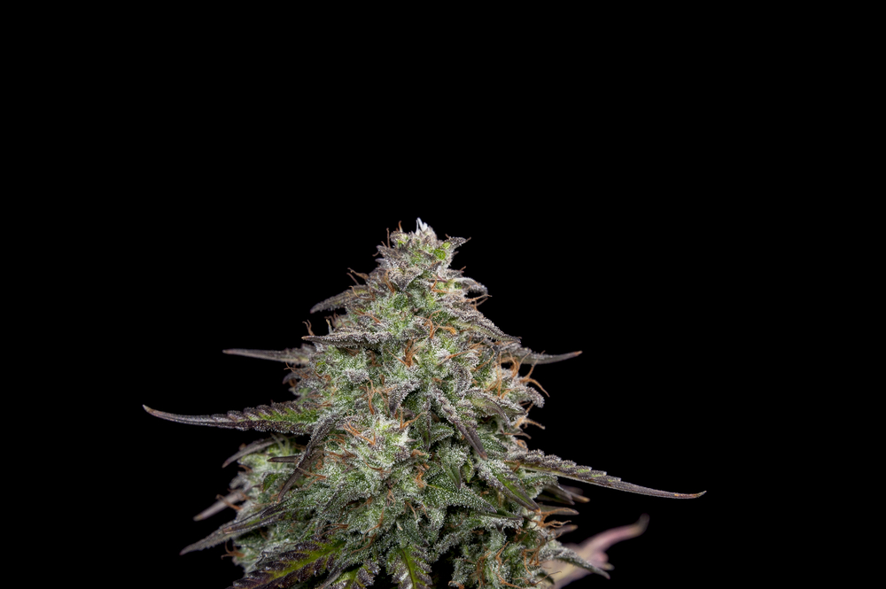 Big Bud