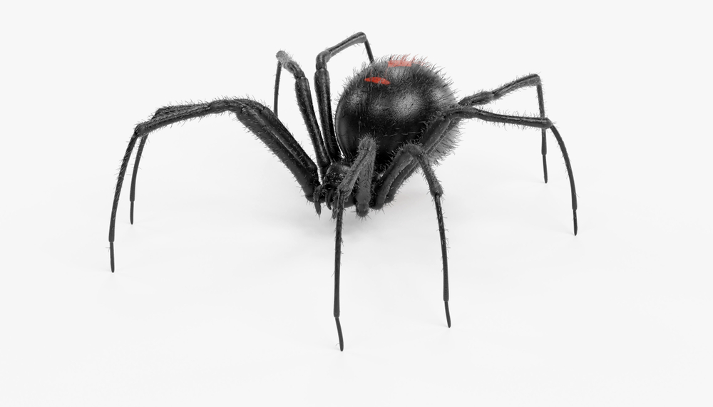 Black widow