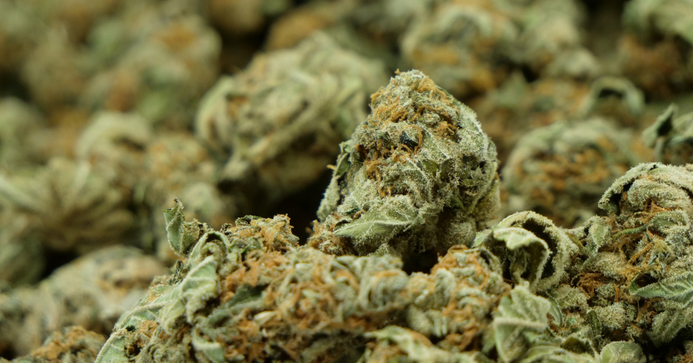 Master Kush