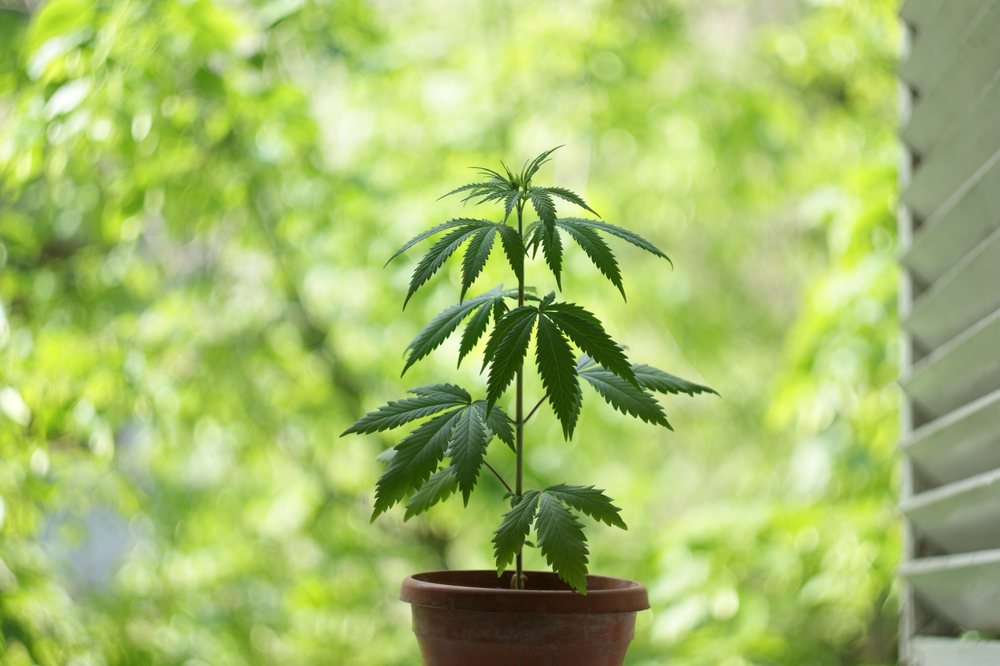 Hoeveel wietplanten mag je hebben