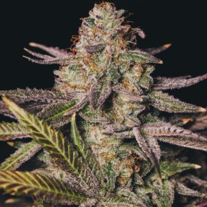 Chocolope