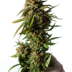 Gorilla Glue