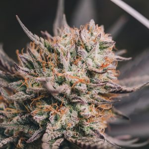 Great White Shark
