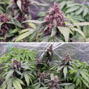 Cherry Autoflower