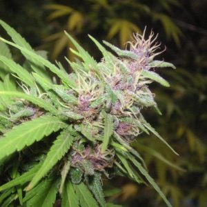 Purple Haze wietzaadjes