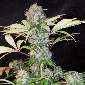 Bubble Kush Autoflower