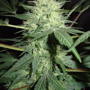 Northern Light Autoflower