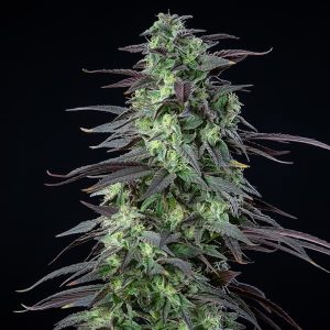 Skunk XL Autoflower wietzaadjes