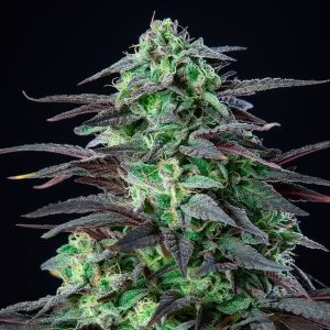 skunk xl wietzaadjes