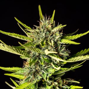 Strawberry haze autoflower