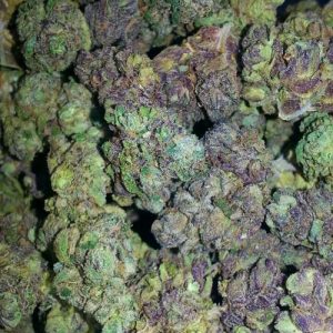 Gelato autoflower wietzaadjes